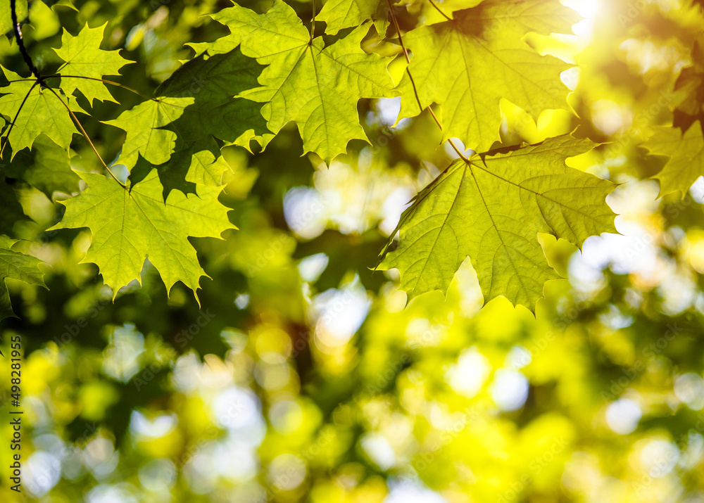Green nature background with maple leaves
Green nature background with maple leaves