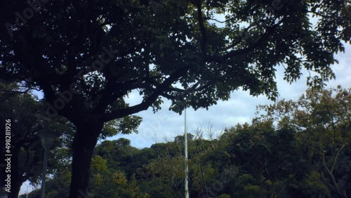 Walking look up view of pedestrian side walk trees in tropical environment country and road street light photo