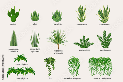 Collection of indoor plants for decorating the interior. Set of vector illustrations of home flowers. Trendy home decor with plants, urban jungle.