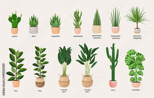 Collection of indoor plants in pots for decorating the interior. Set of vector illustrations of home flowers. Trendy home decor with plants, urban jungle.