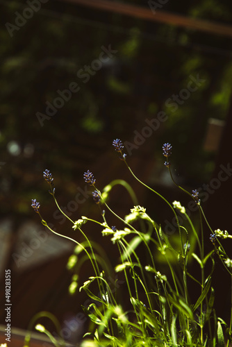 Lavender flowers just blooming. Natural background. Close-up