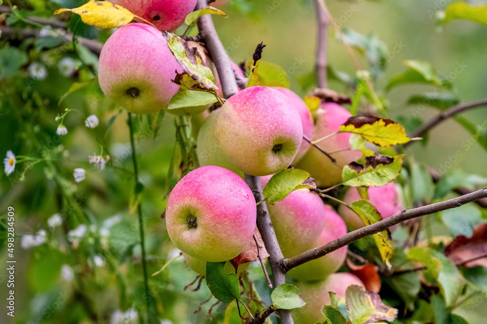 Ripe red apples in the garden on a tree. Apple harvest Ripe red apples in the garden on a tree. Apple harvest