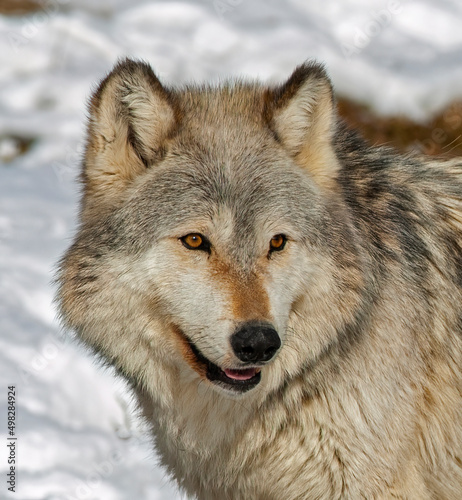 Portrait of timber wolf close up