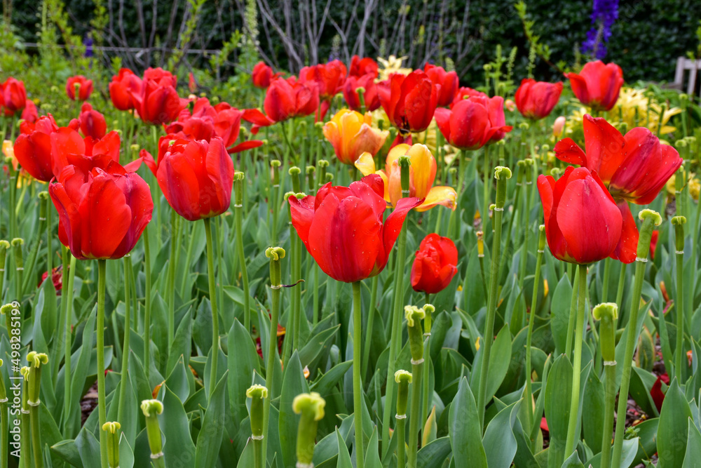 Fototapeta premium Field Of Red & Yellow Tulips