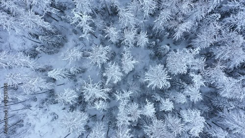 Aerial view of a snow-covered deciduous forest. Winter landscape in the grove. The tops of the trees are covered with white snow photo