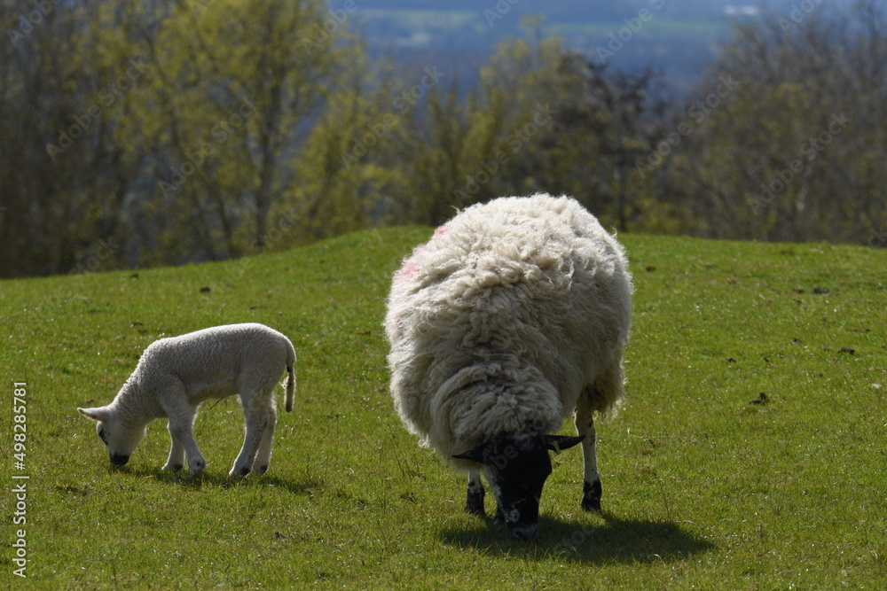 Fototapeta premium lambs in a field
