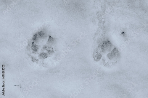 Traces of cat's paws in the snow. Cat paw prints in the snow