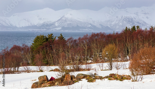 Forest and snow at Hadsel. Vesteralen Islands Norway photo