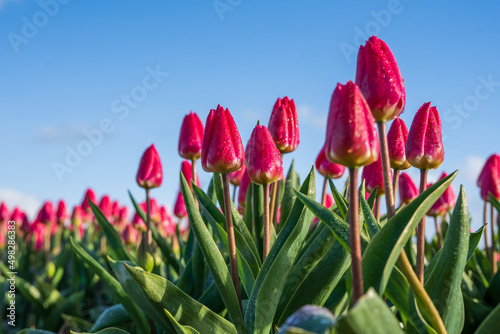 Różowe tulipany na polach, wiosenne kwiaty w tle piękne błękitne niebo.