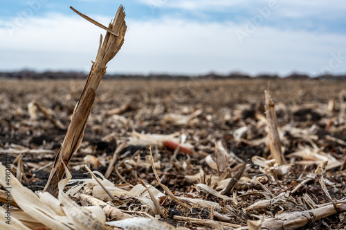 Corn field after harvest with strewn stover over disced soil.