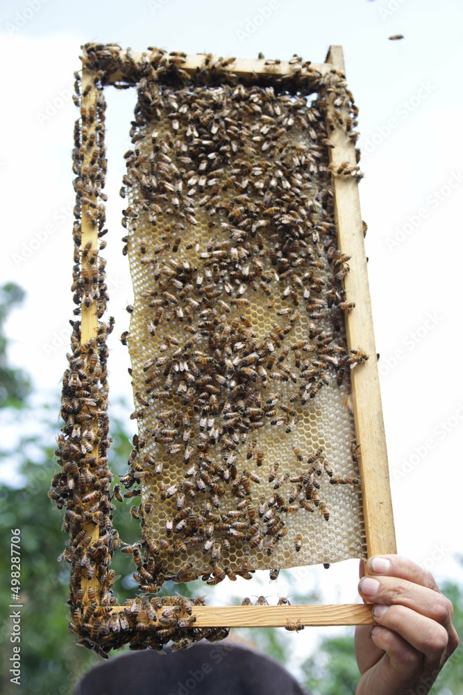 Honeycomb full of bees Honeycomb full of bees