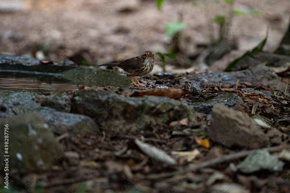 Puff- throated Babbler Puff- throated Babbler