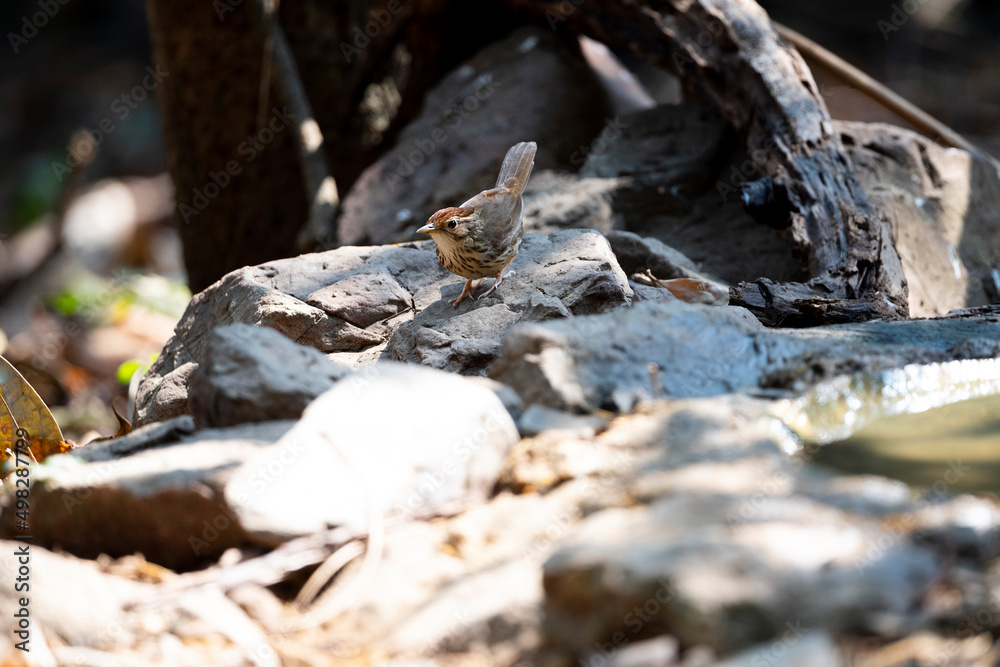 Puff - throated Babbler Puff - throated Babbler