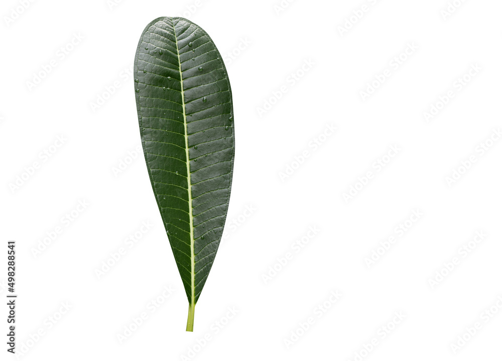 The Frangipani green leave freshness on isolated background The Frangipani green leave freshness on isolated background