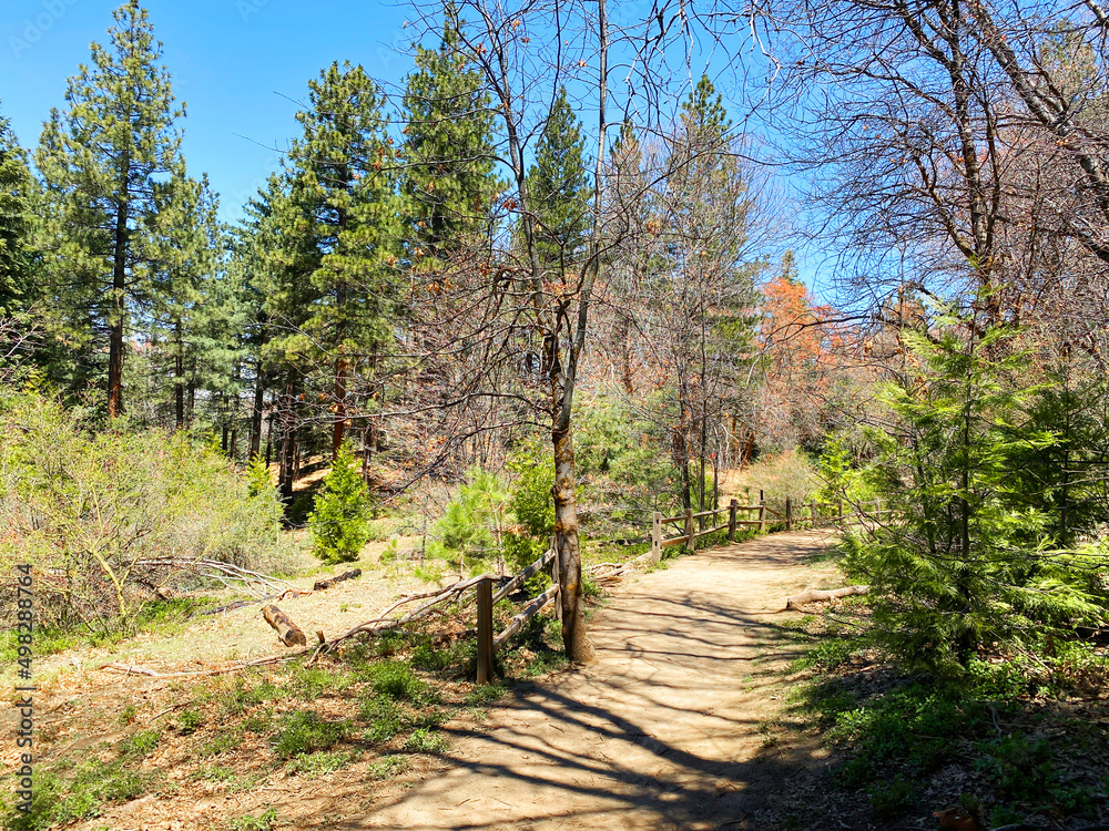sunny clear forest hiking trail nature woodland park walking path hillside trees landscape sunny clear forest hiking trail nature woodland park walking path hillside trees landscape