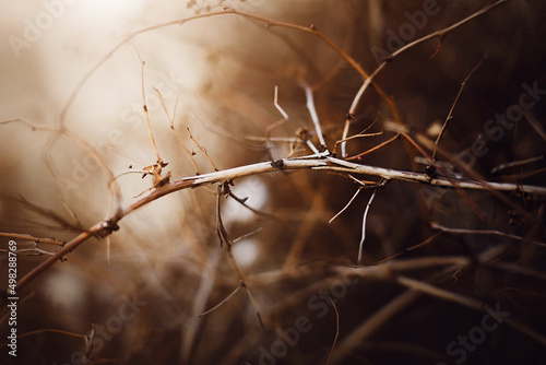 Thin old broken branches of a bush in the dark autumn time in the forest. Nature in October.