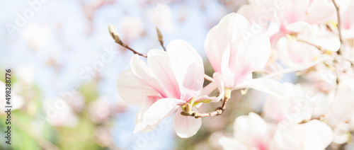 Closeup natural background of soft pink magnolia flowesr at blossom.