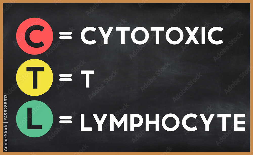 cytotoxic t lymphocyte (ctl) on chalk board cytotoxic t lymphocyte (ctl) on chalk board
