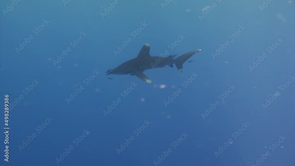 The oceanic white tip shark, Carcharhinus longimanus, is a large pelagic shark inhabiting tropical in underwater Red Sea. The oceanic white tip shark, Carcharhinus longimanus, is a large pelagic shark inhabiting tropical in underwater Red Sea.
