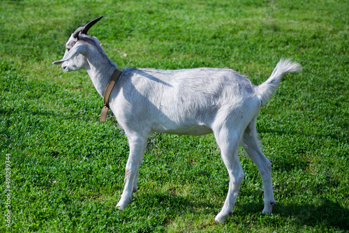 Fototapeta Naklejka Na Ścianę i Meble -  Isolated goat stands on fresh green grass in the countryside, farm. Profile animal background