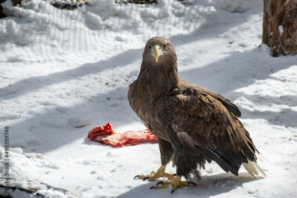 Fototapeta premium Adult White tailed eagle. Scientific name: Haliaeetus albicilla, also known as the ern, erne, gray eagle, Eurasian sea eagle and white-tailed sea-eagle.