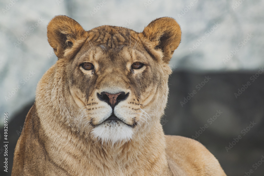 A lioness is resting on the stones A lioness is resting on the stones