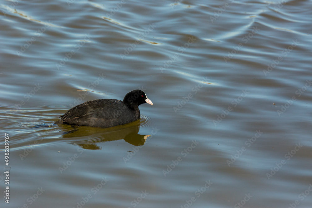 Eurasian coot (Fulica atra) in Aiguamolls De L Emporda Nature Reserve, Spain Eurasian coot (Fulica atra) in Aiguamolls De L Emporda Nature Reserve, Spain