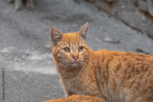 Portrait of a red cat.