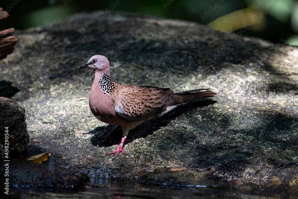 Naklejka premium Spotted dove