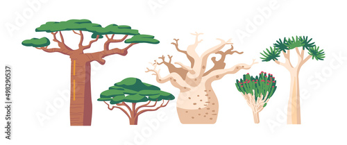 Tropical and Subtropical Rainforest Biome, African Vegetation Baobab or Adansonia, Quiver Tree or Aloidendron Dichotomum