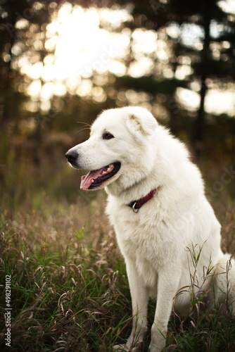 A white maremma sheepdog on a small farm in Ontario, Canada.