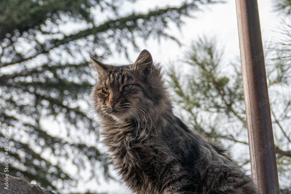 Portrait of a cat, with trees in the background.