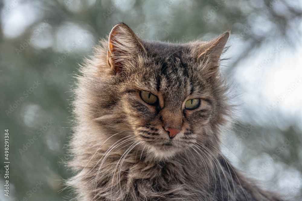 Portrait of a cat, with shaggy fur and green eyes.	
