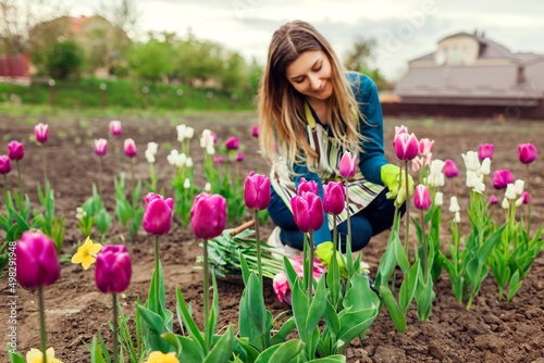 Young gardener picks pink purple tulips flowers in spring garden. Woman puts blooms in basket harvesting bulb plants