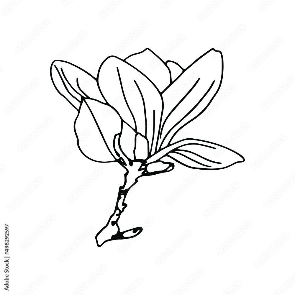 Magnolia flower drawing and sketch with line-art on white backgrounds.Doodle flower.Lineart flower. Magnolia flower drawing and sketch with line-art on white backgrounds.Doodle flower.Lineart flower.