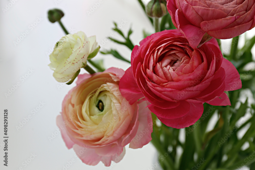 Naklejka premium Close up shot of beautiful white and pink bi color ranunculus bouquet. Visible petal structure. Detailed bright patterns of flower buds. Top view, background, copy space for text.