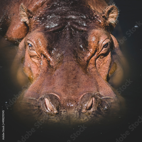 Photography Hippopotamus swimming close-up