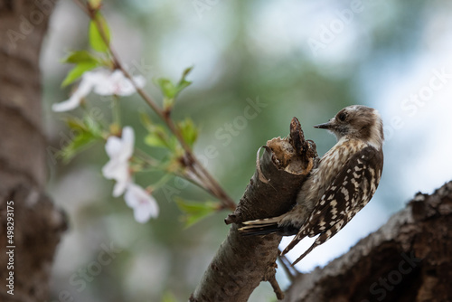 Woodpecker sitting on a branch