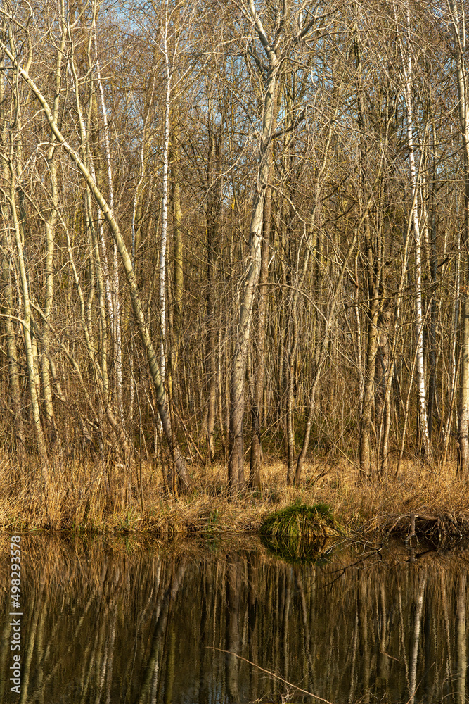 Bouleau verruqueux, Betula pendula, Betula verrucosa, Etang aux Pointes, Chemin des marais, Marais de Fontenay, Marais des Basses Vallées de l'Essonne et de la Juine, Essonne, 91 Bouleau verruqueux, Betula pendula, Betula verrucosa, Etang aux Pointes, Chemin des marais, Marais de Fontenay, Marais des Basses Vallées de l'Essonne et de la Juine, Essonne, 91