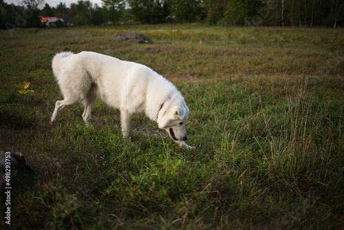 A white maremma sheepdog on a small farm in Ontario, Canada.