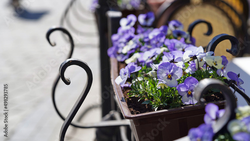 Close-up blue pansy flowers flowerpots summer terrace cafe.Decorative flower pots with spring flowers of viola cornuta.Pansies flower pots hang on fence spring garden.Flowering in garden,Easter decor.