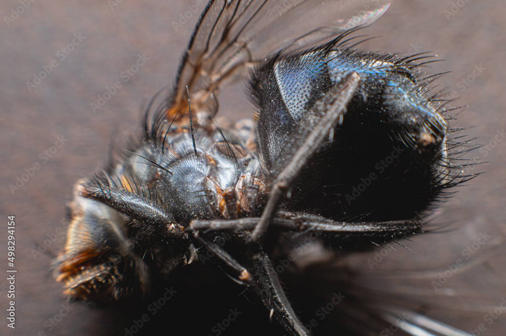 Foto de Extremely close-up of a dead fly covered with dust particles ...