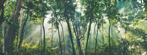 Panel kuchenny z motywem Earth Day eco concept with tropical forest background, natural forestation preservation scene with canopy tree in the wild, concept on sustainability and environmental renewable