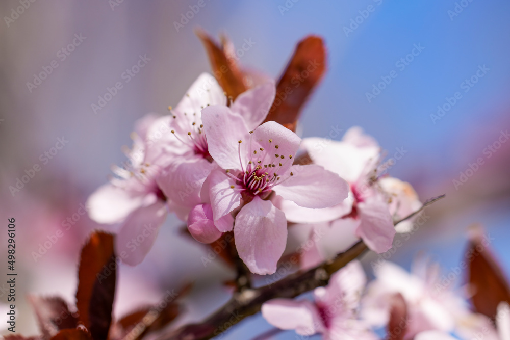 Spring blossom background. Beautiful nature scene with blooming tree. Sunny day. Spring flowers. Beautiful Orchard. Abstract blurred background. Springtime
