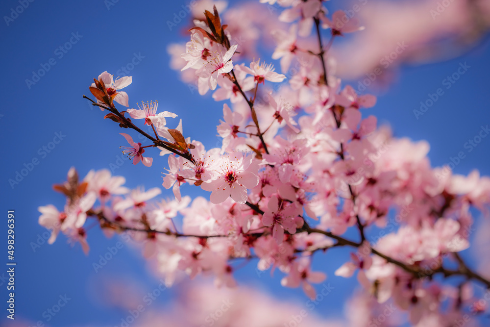 Spring blossom background. Beautiful nature scene with blooming tree. Sunny day. Spring flowers. Beautiful Orchard. Abstract blurred background. Springtime