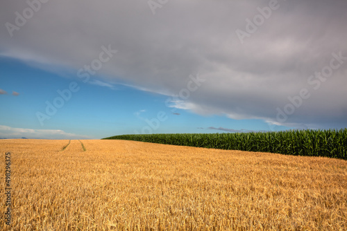 Wheat and corn fields before heavy storm.