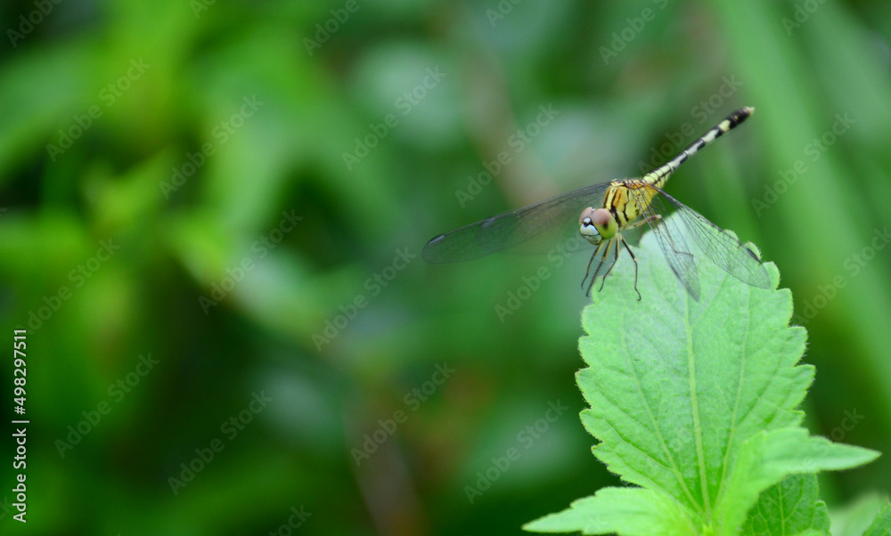 Yellow dragonfly closely, close to green grass, environmental concepts and ecological balance Copy Space