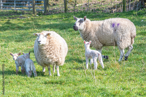 Sheep und lamb in green grass in Ireland