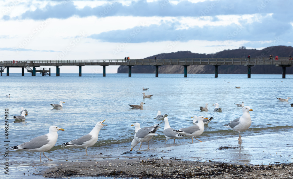 Seagulls walk along the seashore, standing on sandy beach by Baltic sea.