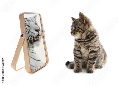 Cute cat looks like tiger into reflection of mirror on white background photo